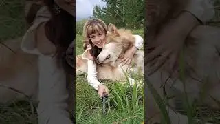 Giante Alaskan Malamute Юмор Собаки Маламут #alaskanmalamute #путешествия #россия