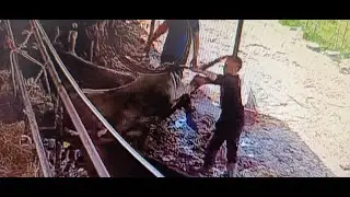 kaza anı hastasından çifteyi yiyen veteriner
