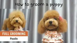 How to groom a poodle puppy ? | ASIAN CUTE DOGS