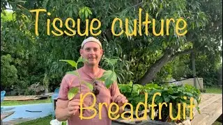 Patrick walks us through (GRIMAL GROVE) Tissue culture breadfruit, and Cecropia fruit!