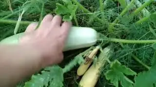 кабачок  2020 09 07 at 18 35 21