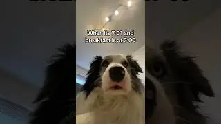Too real.Shoutout @goldenbearollie for this hilarious sound / trend 💀 #funnydog #dogmom