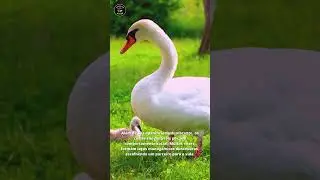cisne e sua elegância #shorts #cisne #swan #aves