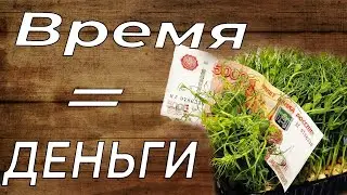 Вермигрунт для микрозелени. Как заработать на микрозелени