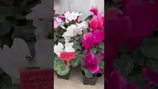 Оранжерея