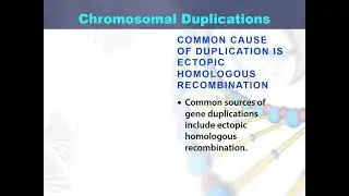 Chromosoaml duplications