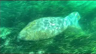 Exploring with alligators and manatees.