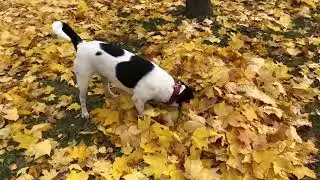 Iphone 8 4K 60fps