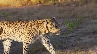leopard Africas big cats