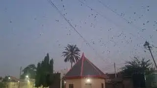 Shawagin Bilbilo Na Magriba a Gidan Sarkin Kano