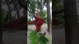 কোরবানির গরুর আর্তনাদ #shorts