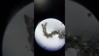 Kitikiti #underthemicroscope
