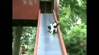 Funny animals 8 // Смешные животные 8
