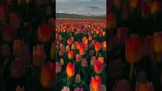 Прекрасного настроения 🌷🌷🌷 #рекомендации