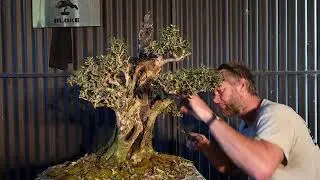 Australian Native olive gets a makeover, Aussie Bonsai Bloke