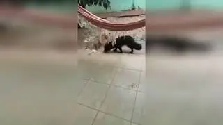 Мышь мертва, собаки в порядке, жена в коме...