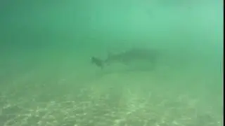 Leopard sharks 5