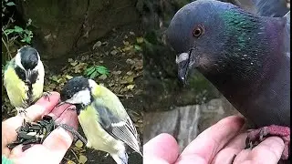 Голуби мешают кормить синичек || Pigeons interfere with titmouse feeding