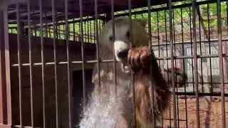 Матрёшка принимает душ