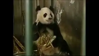 Watch Mama Panda Caring for Her Cubs
