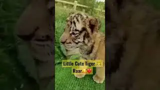 Tiger Little Cute Roar | 🐯🥰❤️ #shorts #short #viral