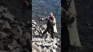 Ловим вкуснейший крупный хариус на горной речке на удочку с поплавком, грузилом и мушкой.
