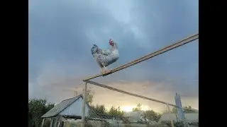 Как приручить Демона!