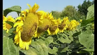 Обзор соняшник євролайтинг АРМАГЕДОН 2017