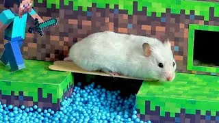🐹 Hamster Vs Zombie Minecraft 🧟‍♂️
