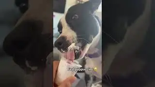 POV: You Fostered a Shelter Dog