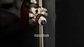 #догблог