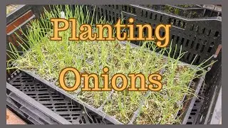 Onion Planting Time!