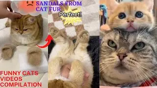 can't stop laughing  || funny cats videos compilation