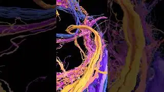 auditory neurons mobile 1