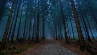 【4K】🔈 ASMR A little Walk in the Woods
