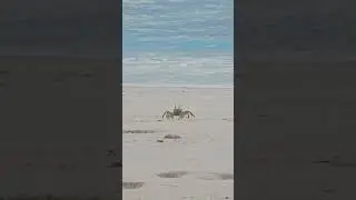 Крабики #мальдивы