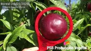 PSB BOREAL | BETA FİDAN