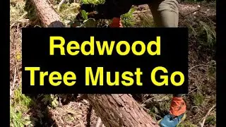 Cross Cut Saw Trail Work; Diaries from a greenhorn sawyer. Redwood Tree #1
