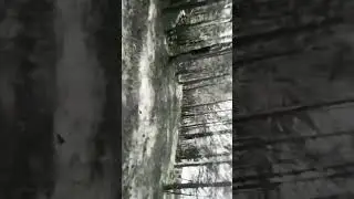 заключила в лесу