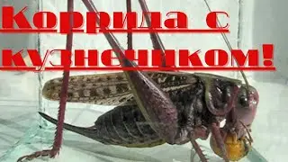 Птенец сойки учится охотиться на кузнечиков