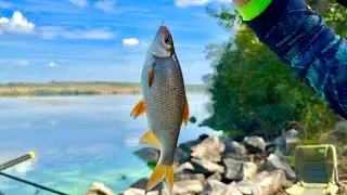 LARGE ROACH GIVEAWAY FOR LIFE! Feeder fishing on the Dnieper River. Roach feeder fishing in Septe...