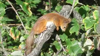 Как спят белки/How do squirrels sleep