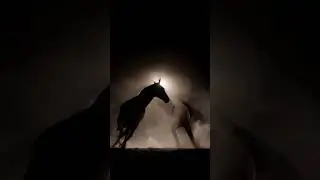 Behind the scenes stunt horses