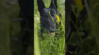 Аппетитное утро Джека ❤️🐕‍🦺#моясобака