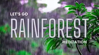 4K Jungle Rain Meditation Ambiance music . Let's Enjoy the rain. Start Your Day with Positive Vibes.