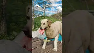 The Dog Who Was Too Greedy 🐕