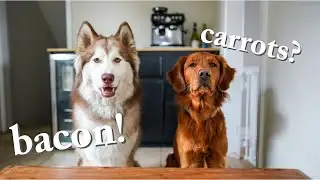 Dog Reviews Food With Brother | Funny Husky And Golden Retriever Taste Test 1