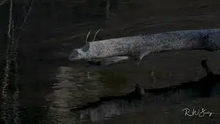 Beaver Bringing Breakfast
