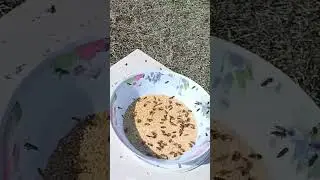 понесли пыльцу