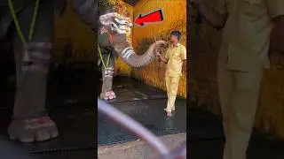 দেখুন হাতিটি কিভাবে মালিকের রাগ ভাঙ্গালো 🥹💕